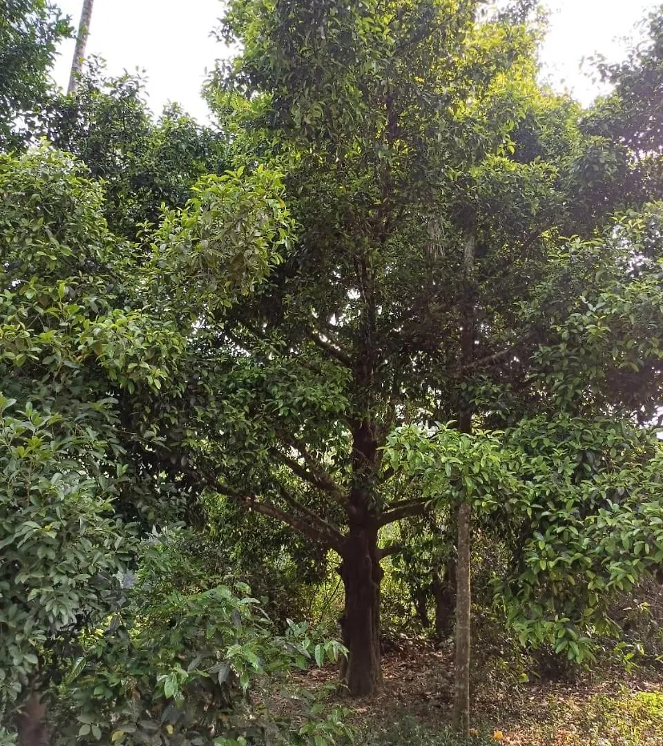 Villa River Valley Mananthavady